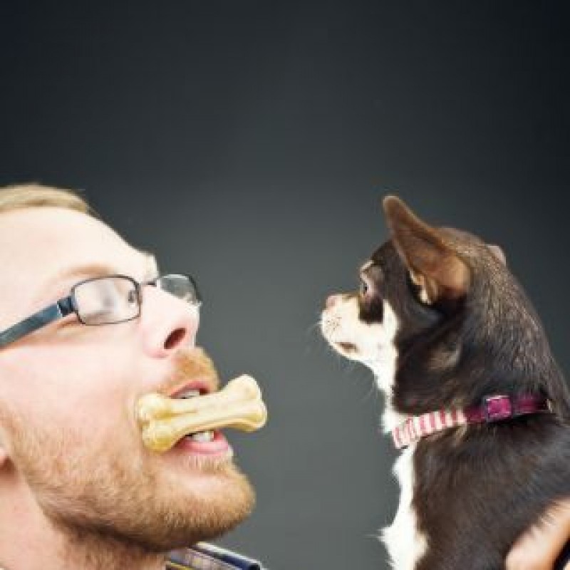 Ernährung erwachsener Hunde (Erhaltungsbedarf) hundkatzepferd